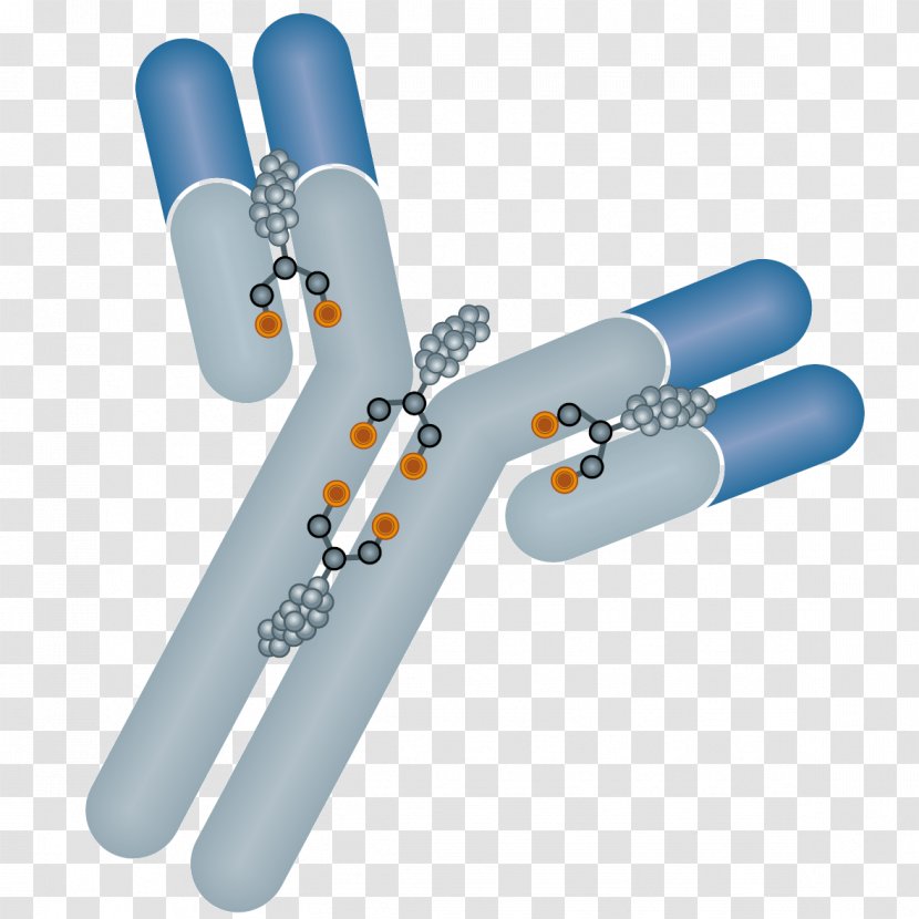 Antibody-drug Conjugate Trastuzumab Emtansine Monoclonal Antibody Immunology - Cancer - Antibodydrug Transparent PNG