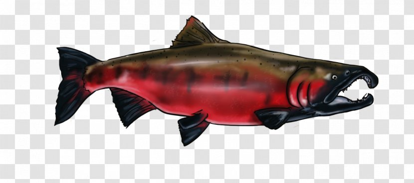 Coho Salmon 09777 Squaliform Sharks Animal - Pacific Whitesided Dolphin Transparent PNG