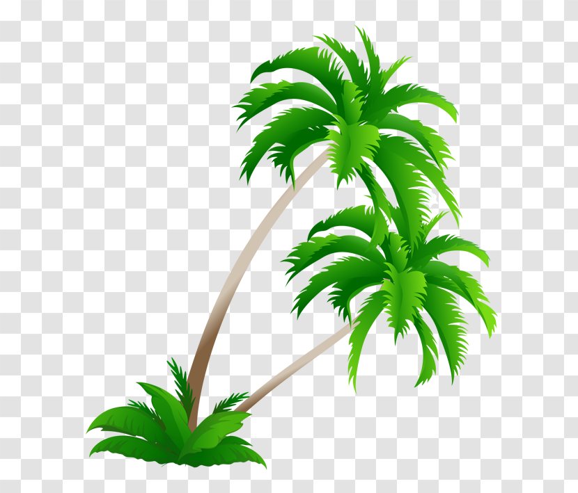 Arecaceae Coconut Tree Clip Art - Material Transparent PNG