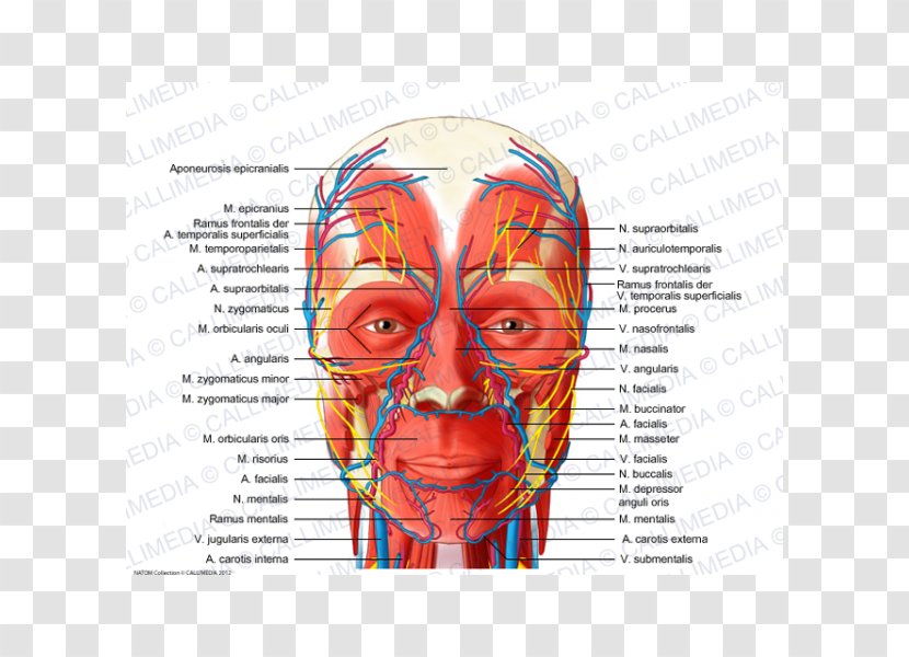 Head And Neck Anatomy Blood Vessel Nerve Human Anterior Triangle Of The - Silhouette - Face Transparent PNG