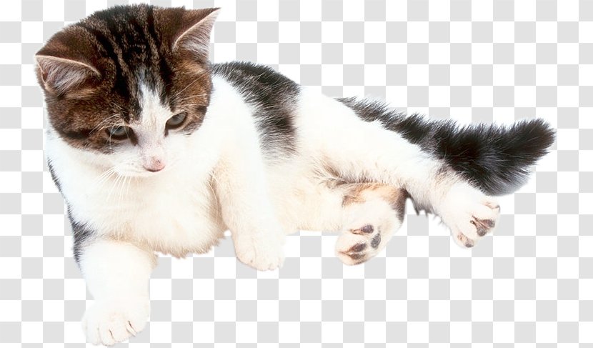 Cat Online Chat Kitten Fond Blanc Craft Magnets - European Shorthair - Room Transparent PNG