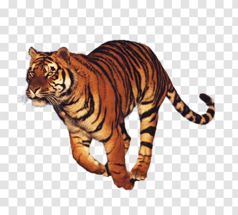 Run Tiger Felidae National Museum Of The Civil War Soldier - Software Transparent PNG