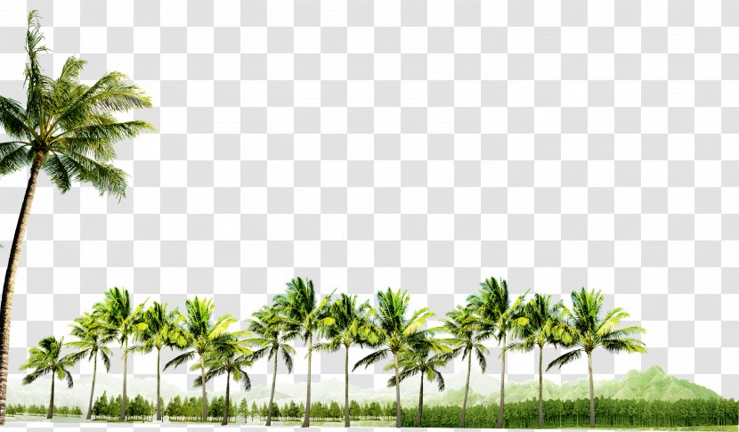 Coconut - Plant - Grove Decoration Pattern Transparent PNG