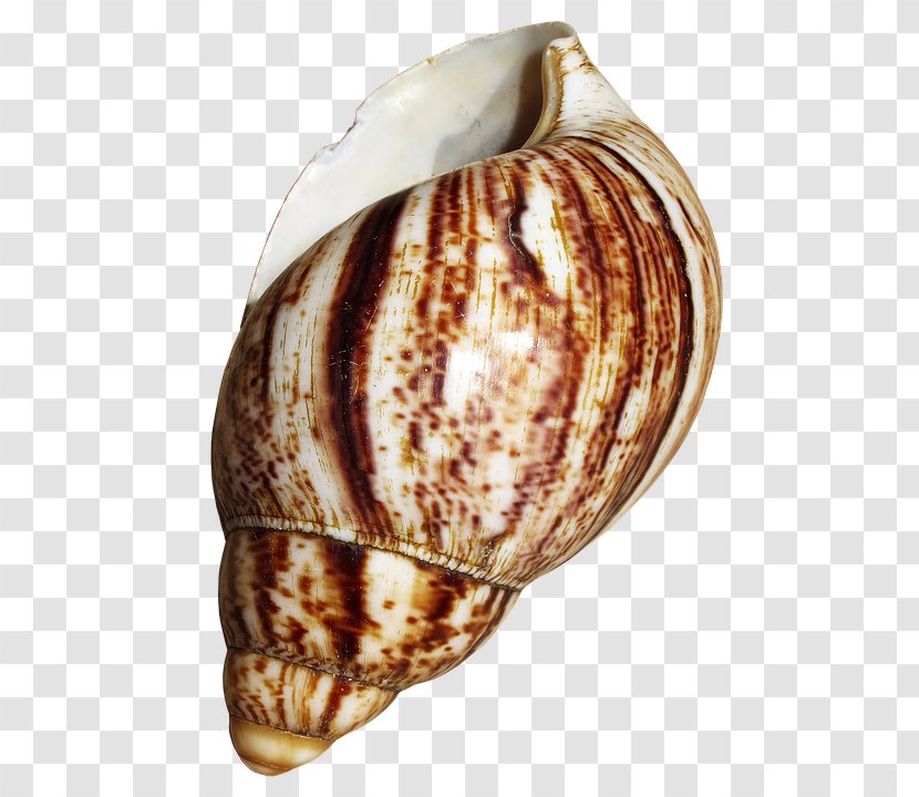 Cockle Giant African Snail Seashell Gastropod Shell - Sea - Caracoles Transparent PNG