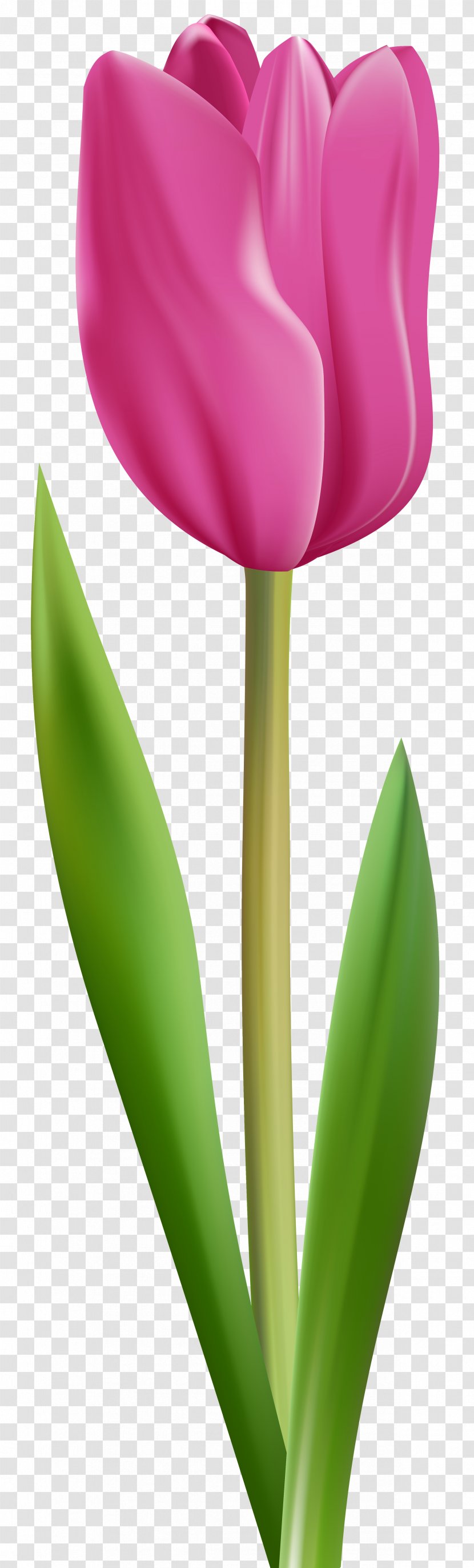 Flower Bouquet Lily Suzani Petal - Lady Tulip - Mothers Day Tulips Transparent PNG