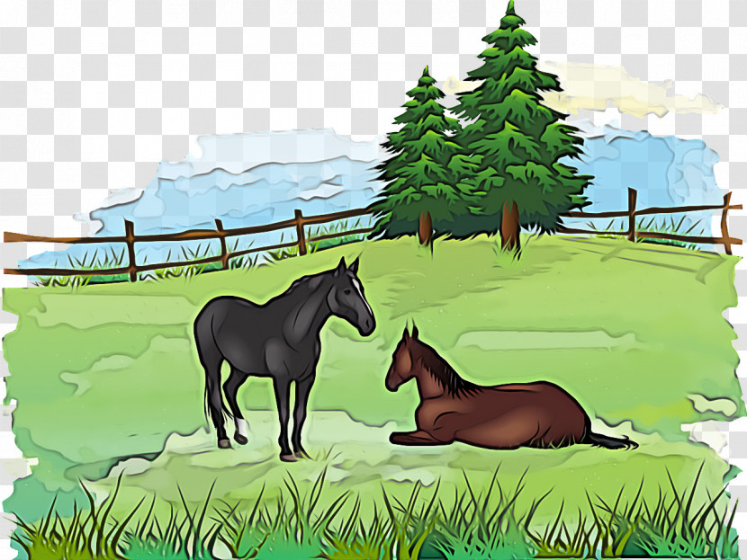 Foal Mustang Stallion Ecosystem Pasture Transparent PNG