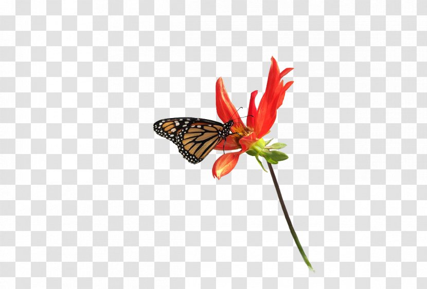 Monarch Butterfly Nymphalidae Moth Flower - Dahlia Transparent PNG