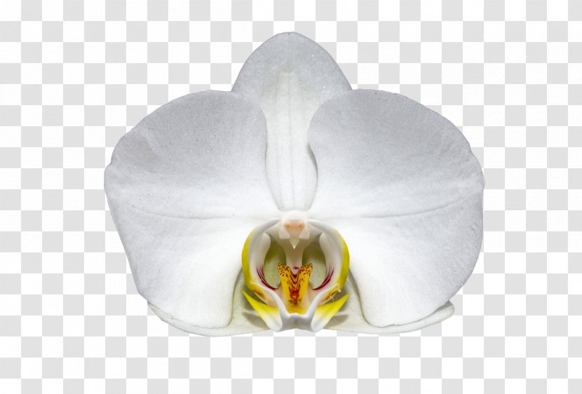Orchids Flower Orchidea White Moth Orchid Transparent PNG