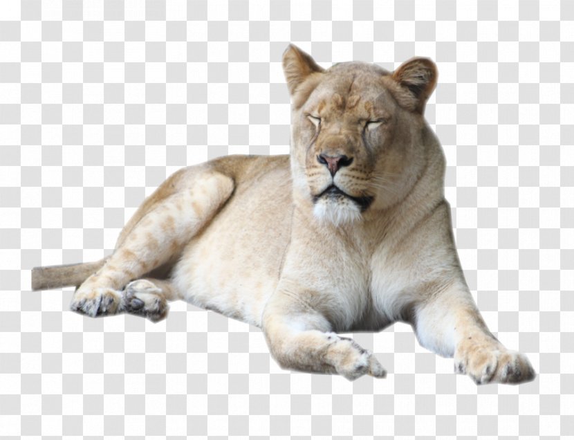 Lion Cougar Female Serengeti Big Cat - Snout Transparent PNG