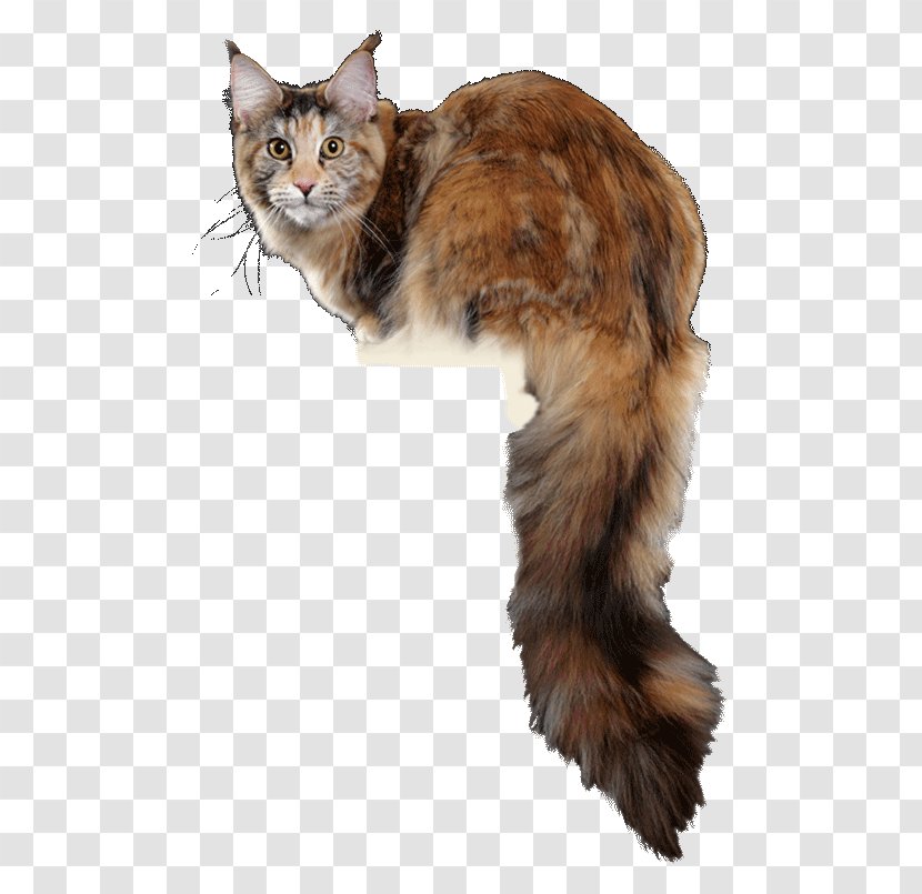 Maine Coon Whiskers Raccoon Kitten - Carnivoran Transparent PNG