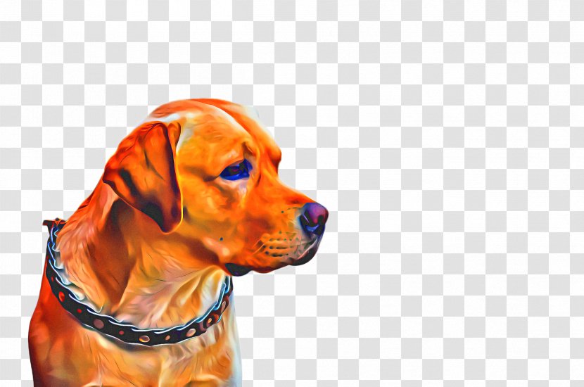 Cute Dog - Black And Tan Coonhound - Pointing Breed Portuguese Pointer Transparent PNG