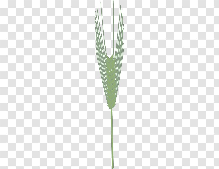 Wheat Cereal Barley Crop Agriculture - Grass Transparent PNG
