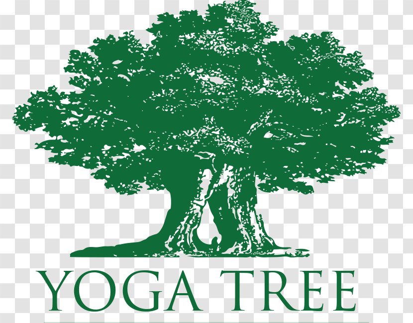 Yoga Tree Castro Hayes Valencia Potrero Hill Transparent PNG