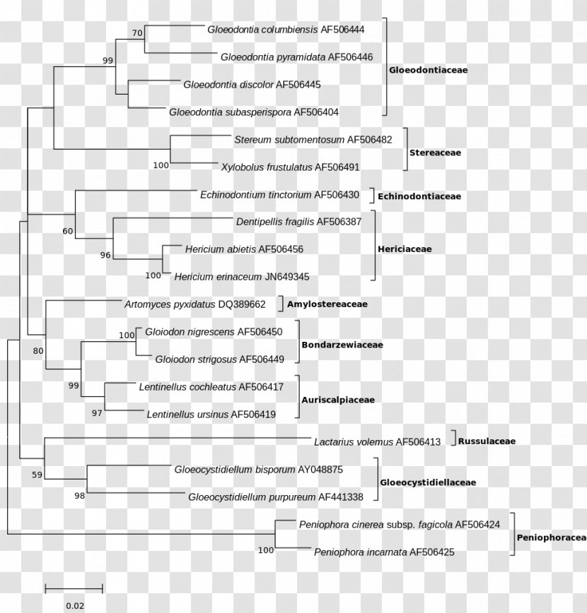Maximum Likelihood Estimation Phylogenetic Tree Function Maxima And Minima Molecular Phylogenetics Transparent PNG