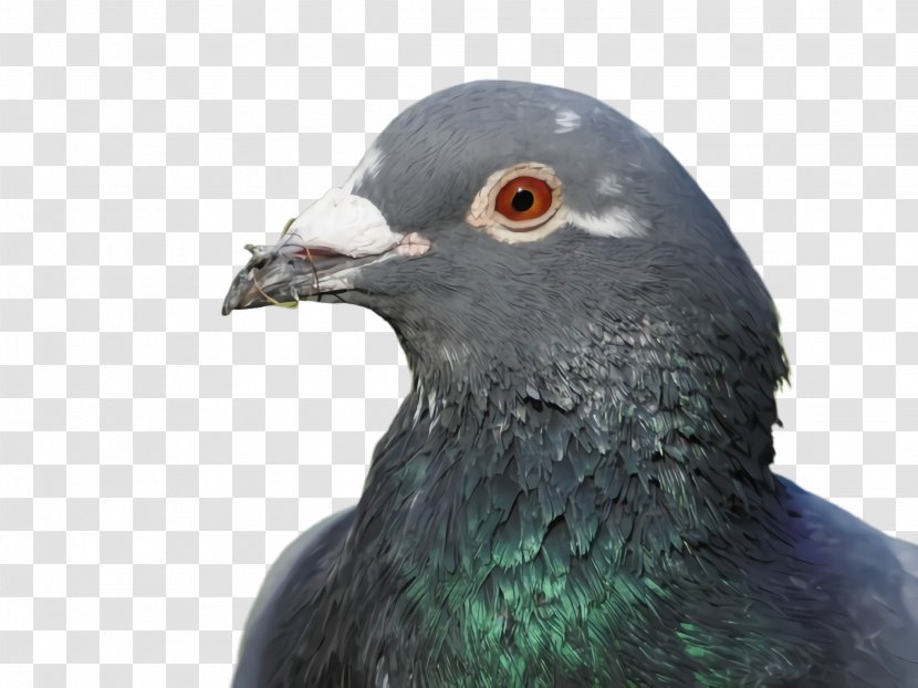 Feather - Stock Dove - Eye Transparent PNG
