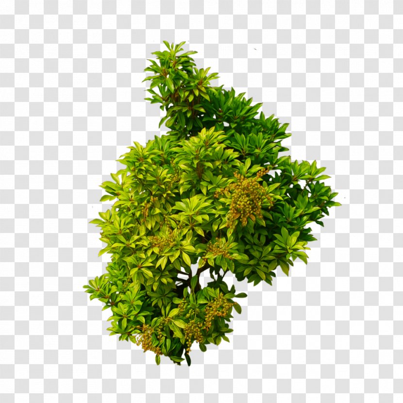 Shrub Tree Clip Art - Flower - Yellow-green Dwarf Wood Transparent PNG