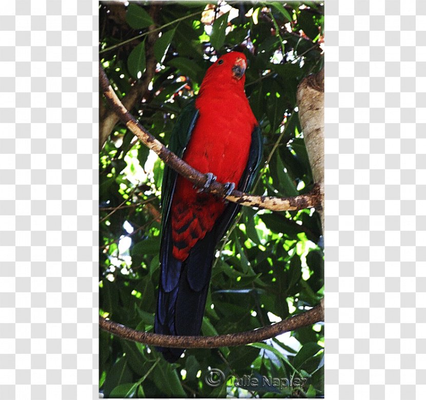 Parrot Bird Macaw Lories And Lorikeets Rainbow Lorikeet - Australian Ringneck Transparent PNG