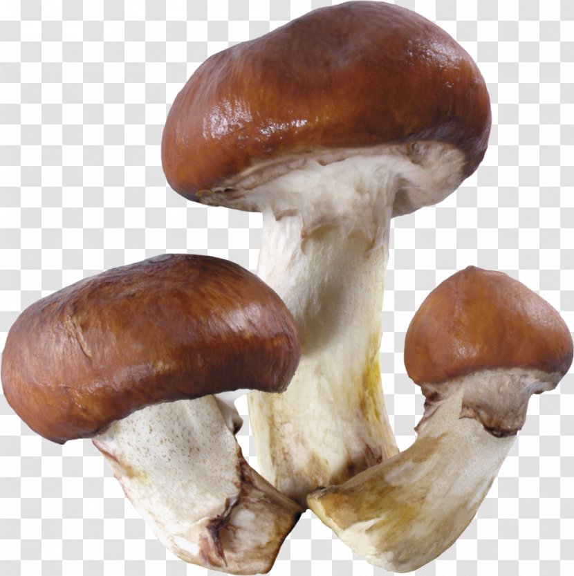 Edible Mushroom Fungus Clip Art - Layout Transparent PNG
