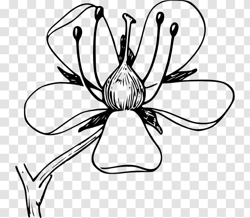 Flower Plant Daffodil Clip Art - Blooming Flowers Transparent PNG
