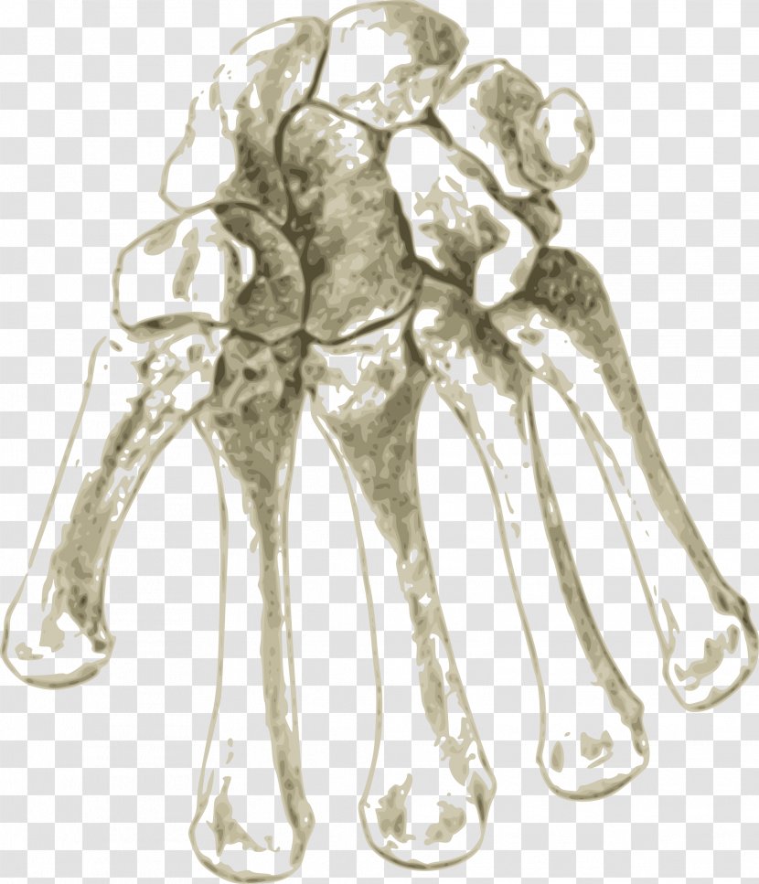 Carpal Bones Arm Human Skeleton Clip Art - Silhouette - Bone Transparent PNG