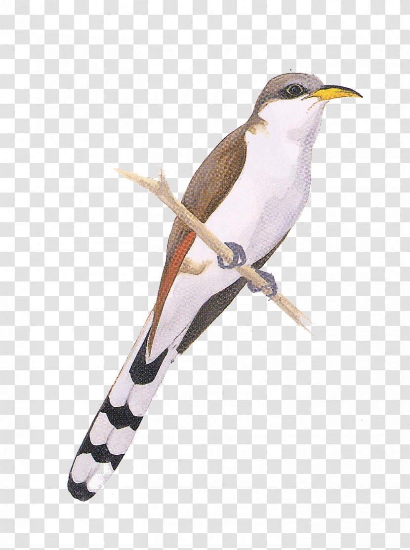 Birds Of North America Yellow-billed Cuckoo Cuckoos National Audubon Society - Songbird - Bird Transparent PNG
