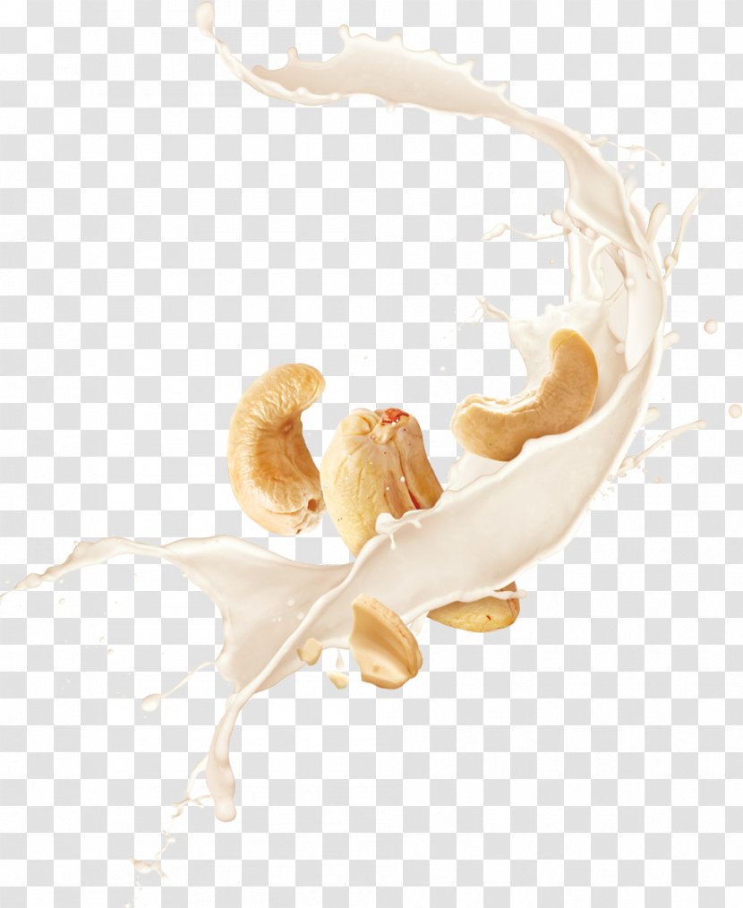 Insect Organism Ear - CASHEW Transparent PNG