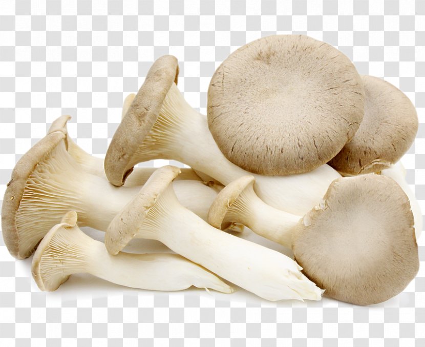 Oyster Mushroom Pleurotus Eryngii Edible - Chanterelle Transparent PNG