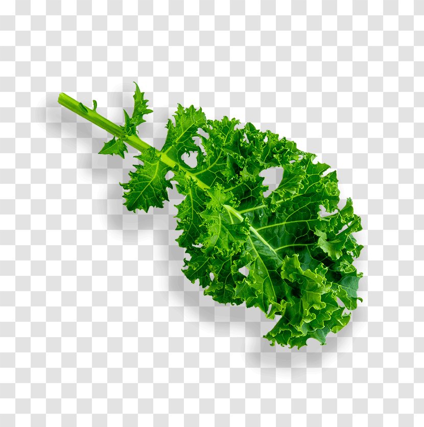 Parsley Lettuce Leaf Vegetable Hydroponics Grow Light - Kale Transparent PNG