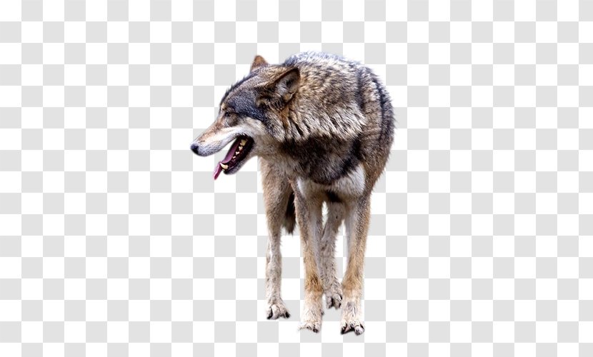 Gray Wolf Clip Art - Red - Brown Transparent PNG