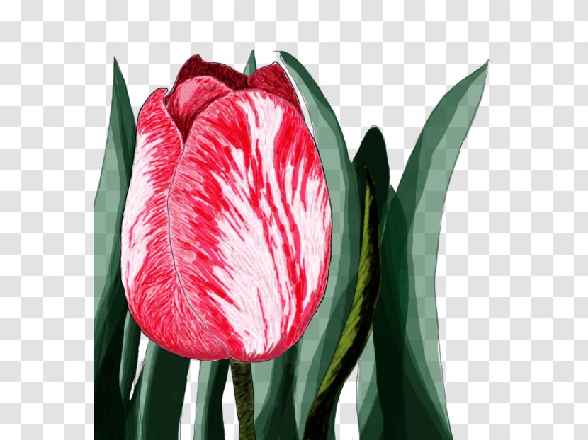 Cut Flowers Flowering Plant Tulip - Digital Watercolor Transparent PNG