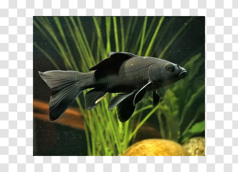 Comet Black Telescope Koi Ryukin - Aquatic Plant - Fish Transparent PNG