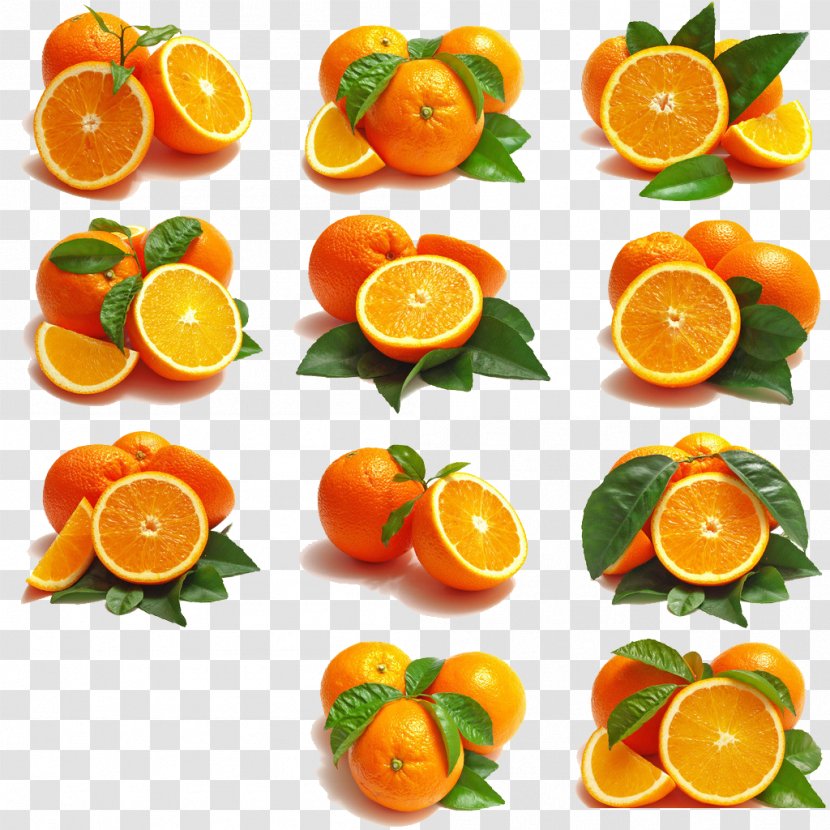 Citrus Xd7 Sinensis Fruit Orange Embroidery Clip Art - 11 Paragraph Transparent PNG