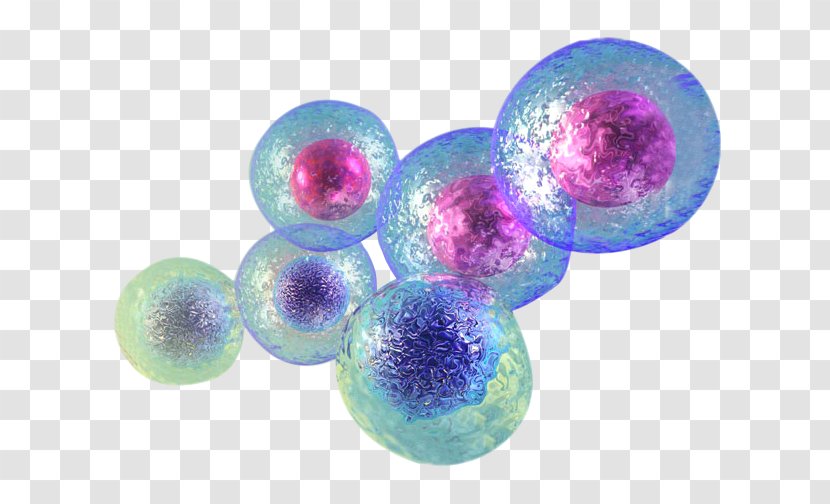 Stem Cell Stem-cell Therapy Umbilical Cord Tissue - Regeneration Transparent PNG
