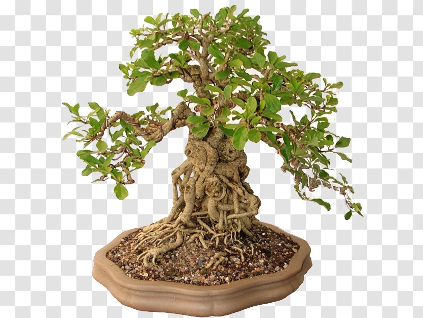 Chinese Sweet Plum Bonsai Flowerpot Norse Clans Tree - Thing - Shoe Transparent PNG