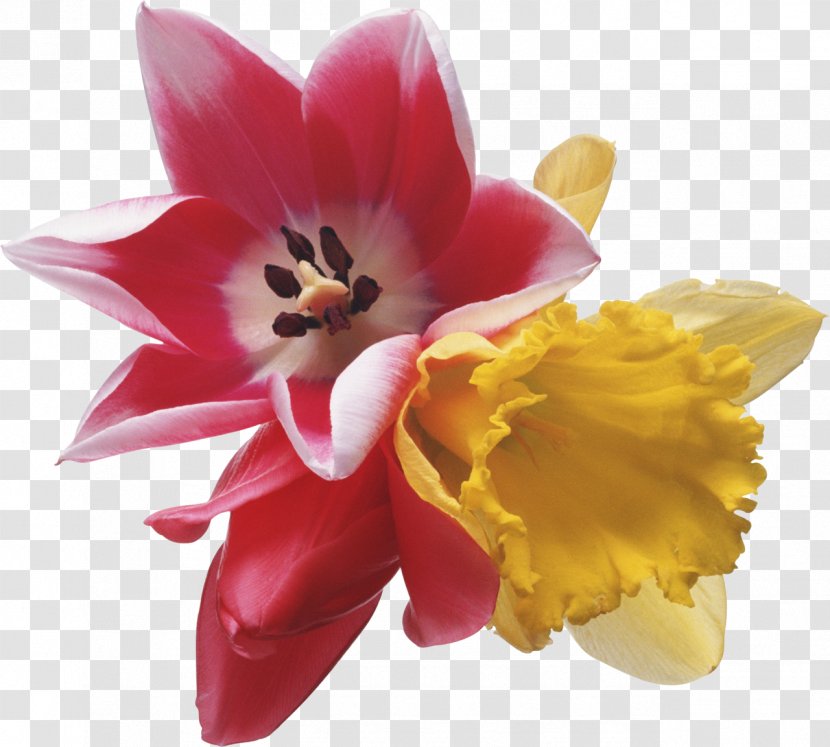 Flower Tulip Clip Art - Lily Family - Gladiolus Transparent PNG