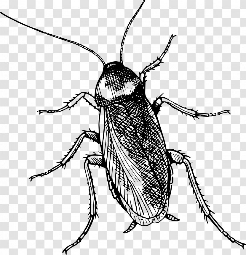 Leaf Drawing - Scarabs - Longhorn Beetle Transparent PNG