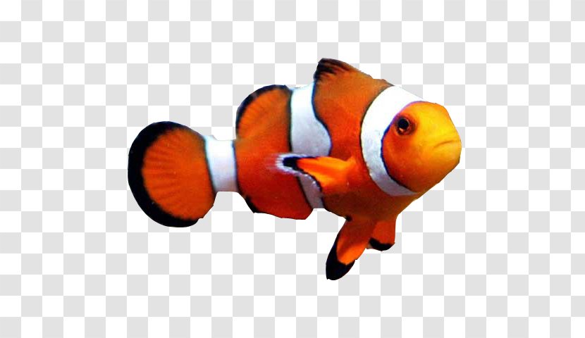 Goldfish Clownfish Aquarium Clown Loach - Invertebrate - Fish Transparent PNG