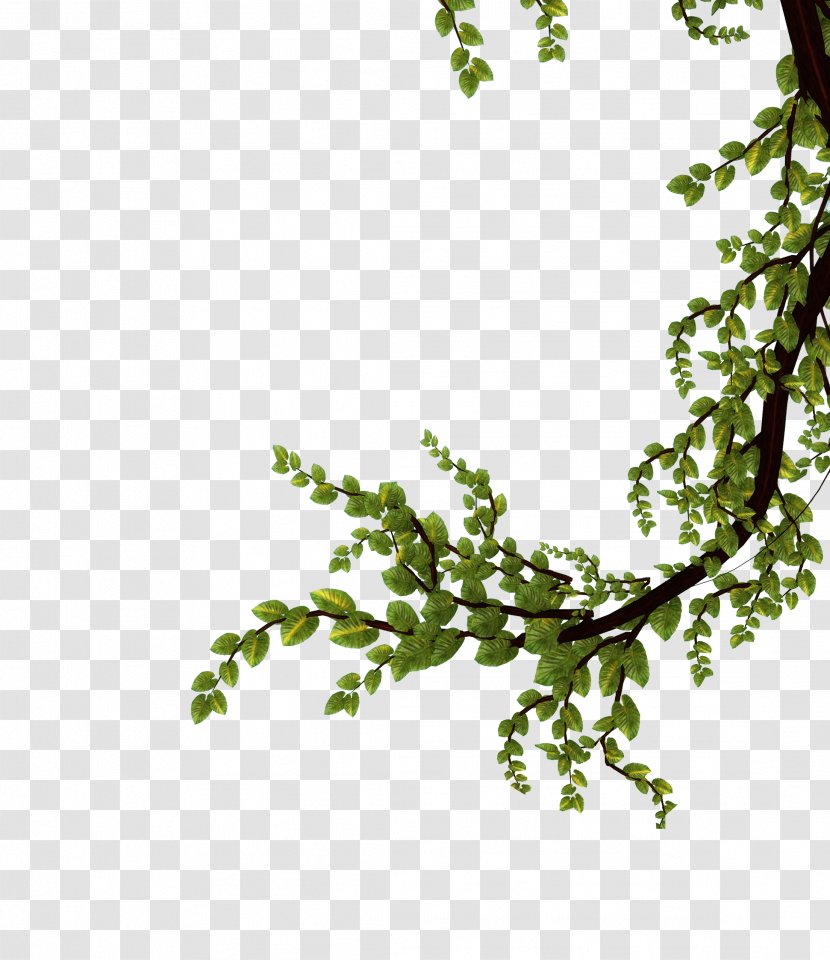 Tree Branch Leaf Plant Flower - Shrub - Nature Transparent PNG