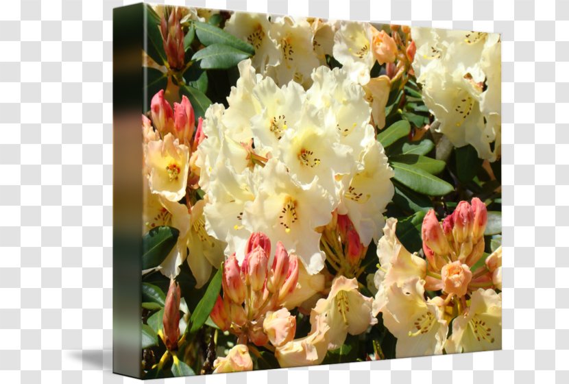 Rhododendron Yellow Cream Pink Orange - Flower Transparent PNG