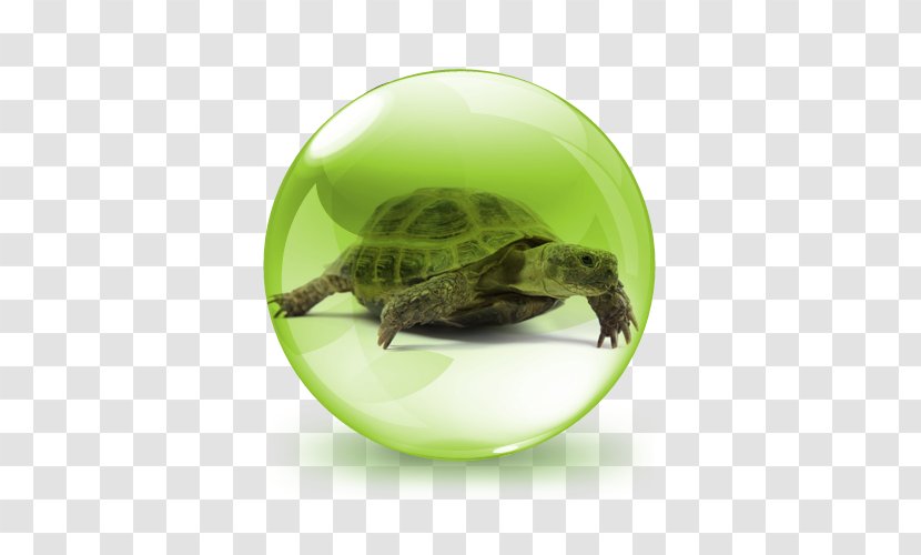 Turtle Russian Tortoise Hermann's Reptile Pet - African Spurred Transparent PNG