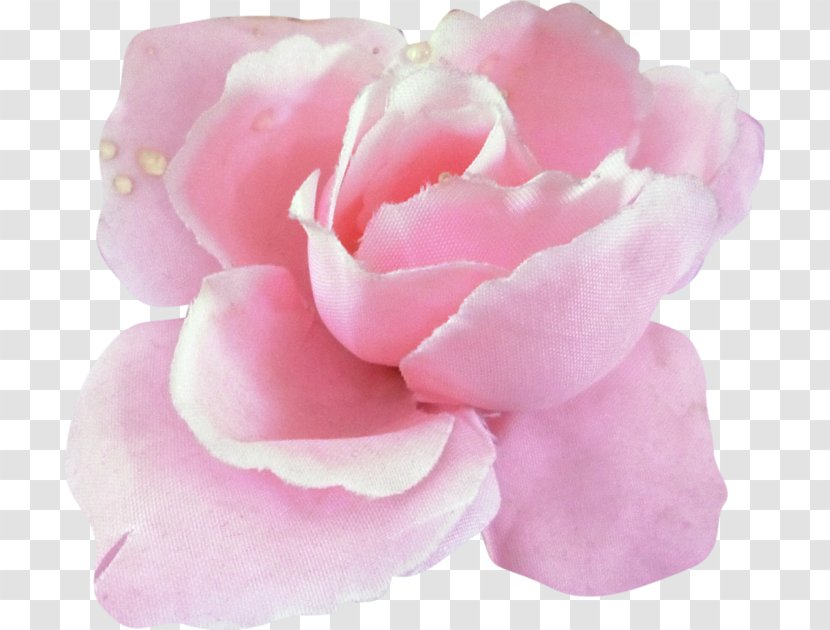 Garden Roses Beach Rose Flower Centifolia Silhouette Transparent PNG