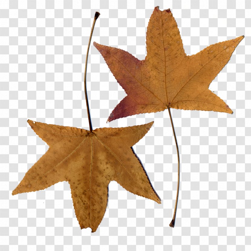 Maple Leaf - Plant Transparent PNG