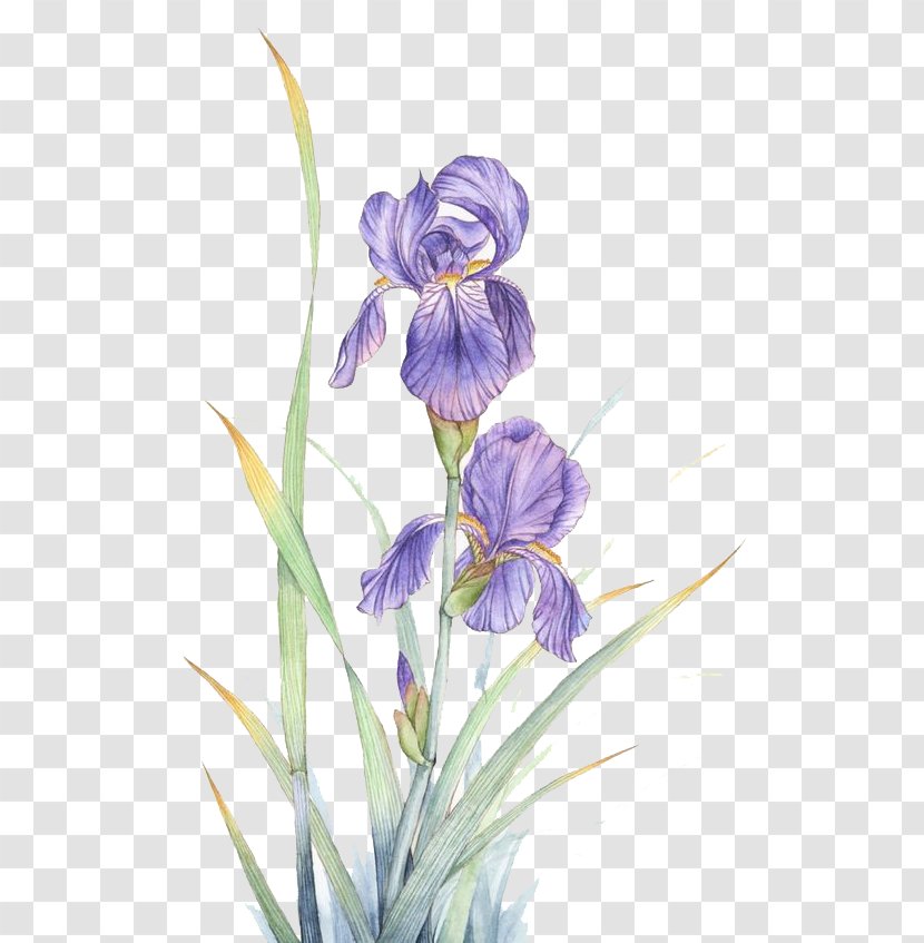Watercolor Painting Violet Flower - Iris Versicolor - Flowers Transparent PNG