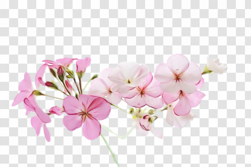 Floral Design Transparent PNG