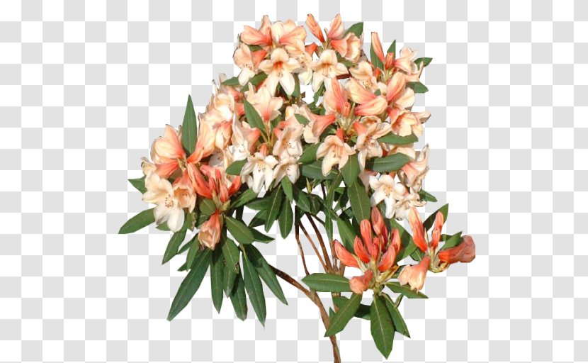 Cut Flowers Rhododendron Plant - Deviantart Transparent PNG