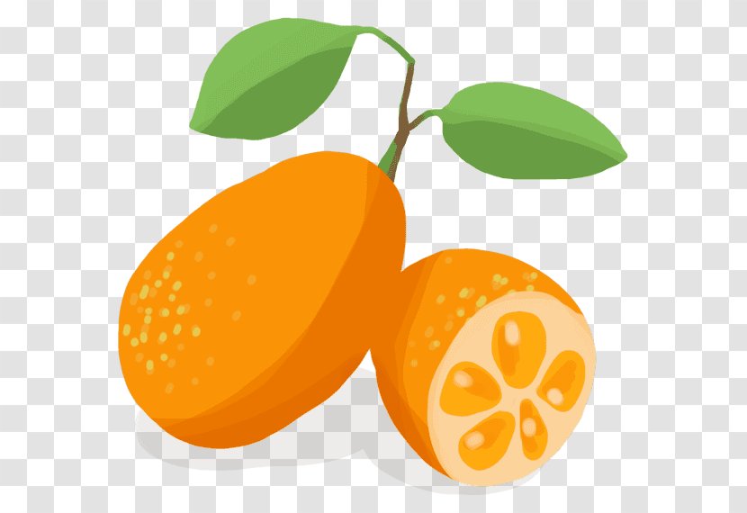 Clementine Kumquat Mandarin Orange Vegetable Bitter Transparent PNG