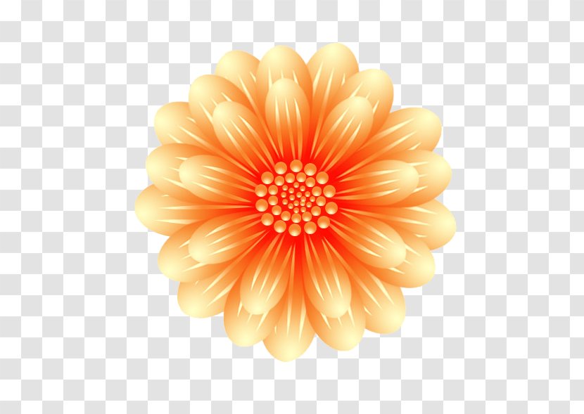Chrysanthemum Transvaal Daisy Cut Flowers - Orange - Creative Free Deduction Transparent PNG