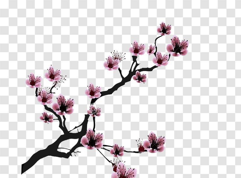Cherry Blossom Drawing Clip Art - Branch Transparent PNG