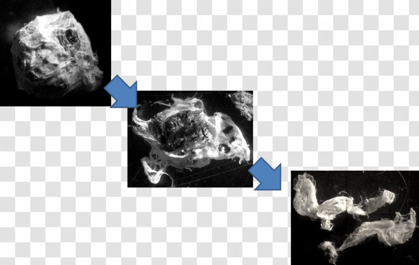 Dog Jaw Desktop Wallpaper Snout Medical Imaging - Carnivoran Transparent PNG