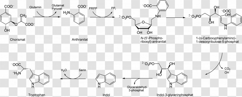 Tryptophan Amadori Rearrangement Shikimate Pathway Shikimic Acid Phenylalanine - Heart - Tree Transparent PNG